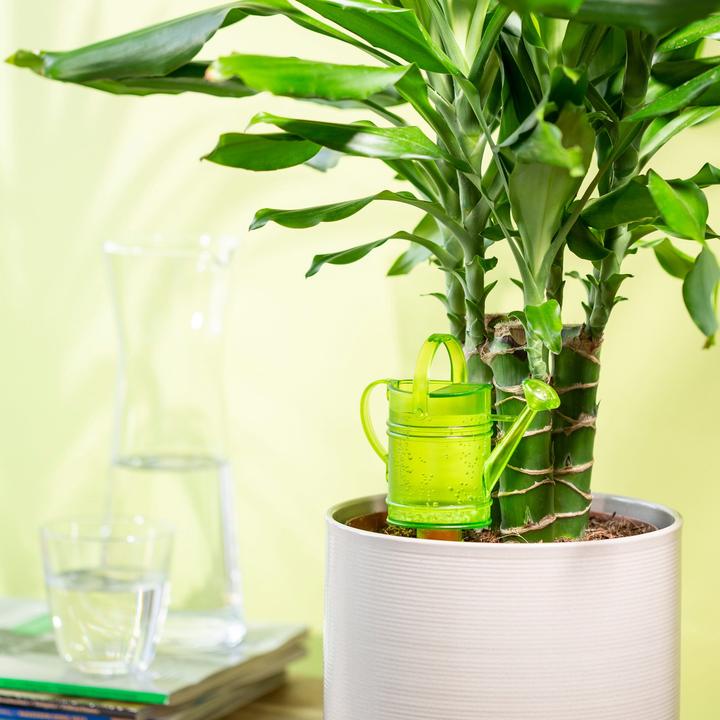 Actual product image Scheurich Nelly S (Clay cone)