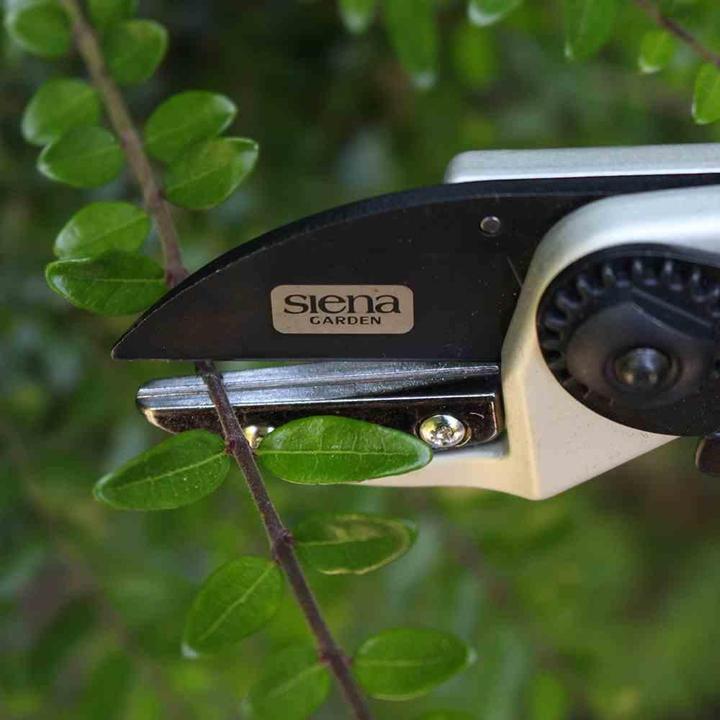 Productafbeelding Siena Garden Tuinscharen