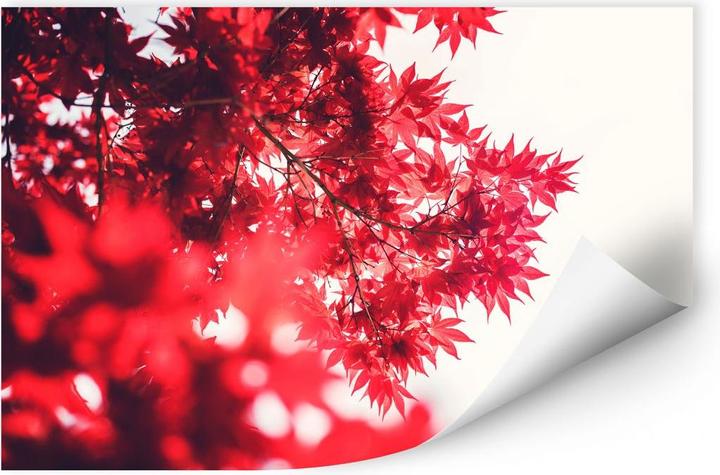 Produktbild Trenddeko Ahornbaum im Herbst (45 x 30 cm)