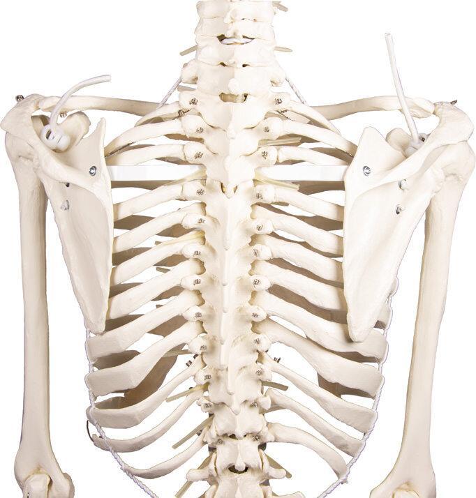 Immagine prodotto Erler Zimmer Scheletro Hugo, mobile