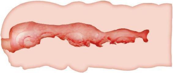 Productafbeelding Crazy Bull Isabel Vagina Masturbator 13,5 cm