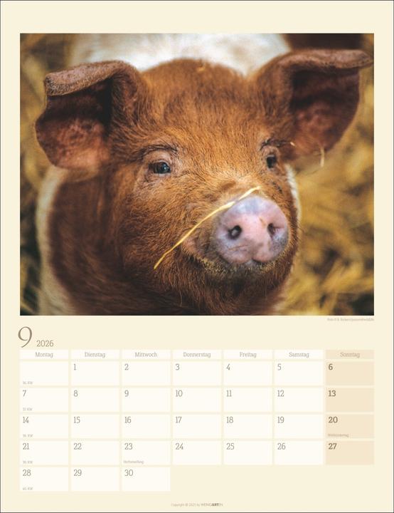 Produktbild Schweinchen Kalender 2026 (30 x 39 cm, Harter Einband, Deutsch)