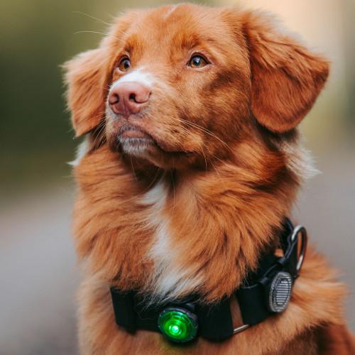 Image du produit Orbiloc Feu de sécurité à double LED (Taille unique, Chien, Général)