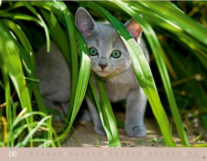 Produktbild Monika Wegler: Katzenkalender 2026 (44 x 34 cm)