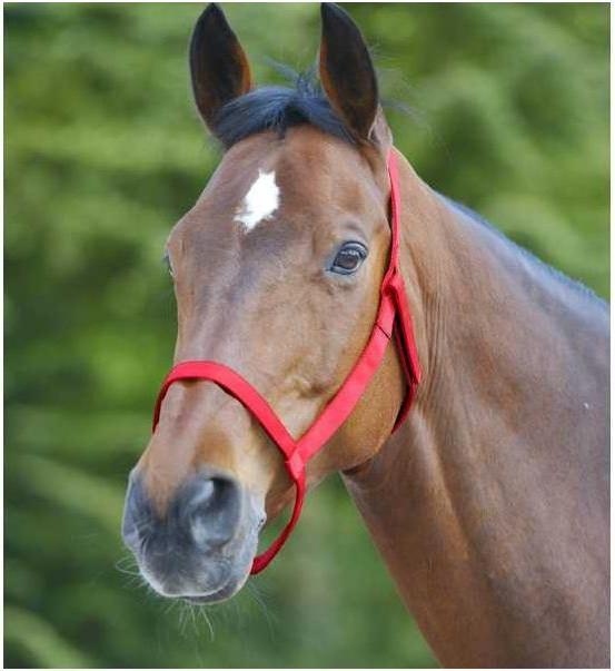 Immagine prodotto Waldhausen cavezza da pascolo