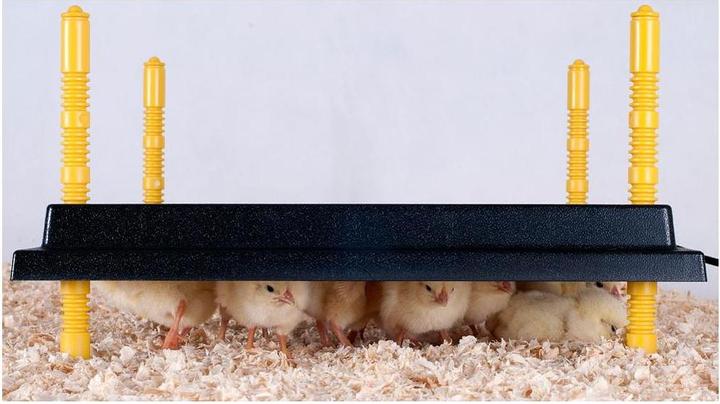 Actual product image Comfort heating plate 30x30cm for chicks, 22W/ 220-240V