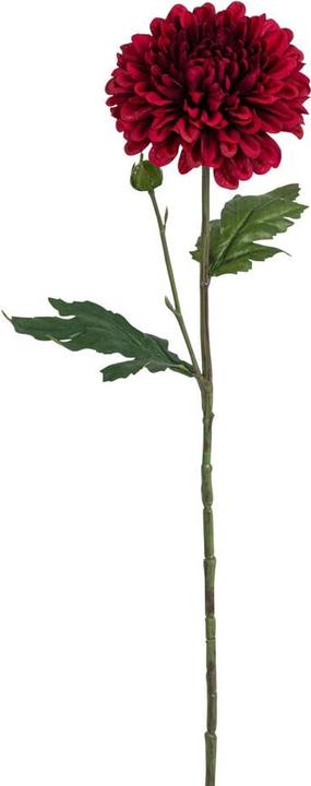 Produktbild Fiebiger Chrysant