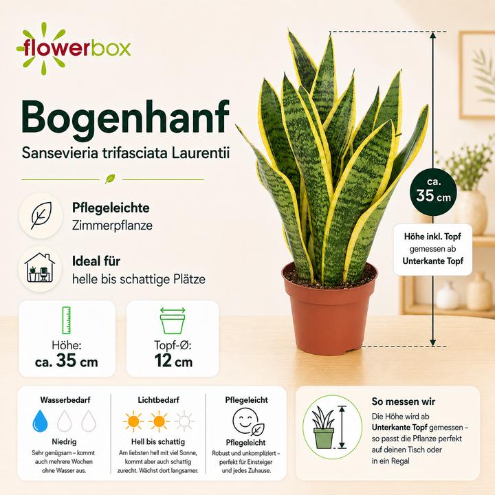 Flowerbox Curved hemp - Sansevieria trifasciata Laurentii