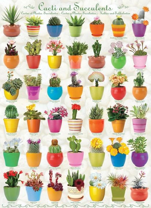 Immagine prodotto Eurographics Cactus e piante grasse (1000 pezzi)