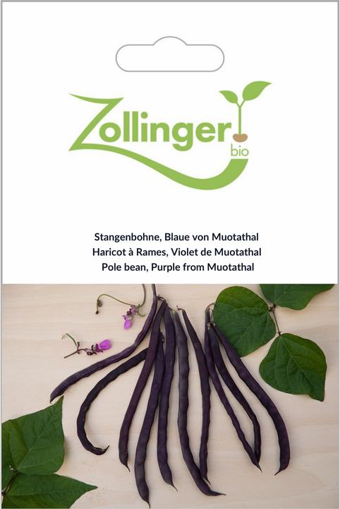 Zollinger Bio Stangenbohne, Muotathaler (blauhülsig) (Keimlinge)