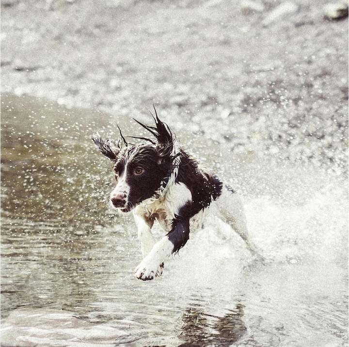 Image du produit Invoxia Pet GPS Tracker (Chien, Chat, Général)