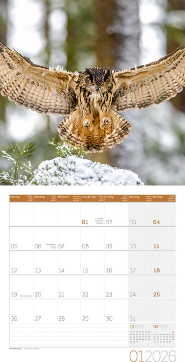 Produktbild Eulen Kalender 2026 - 30x30 (30 x 30 cm, Harter Einband, Deutsch, Französisch, Englisch)