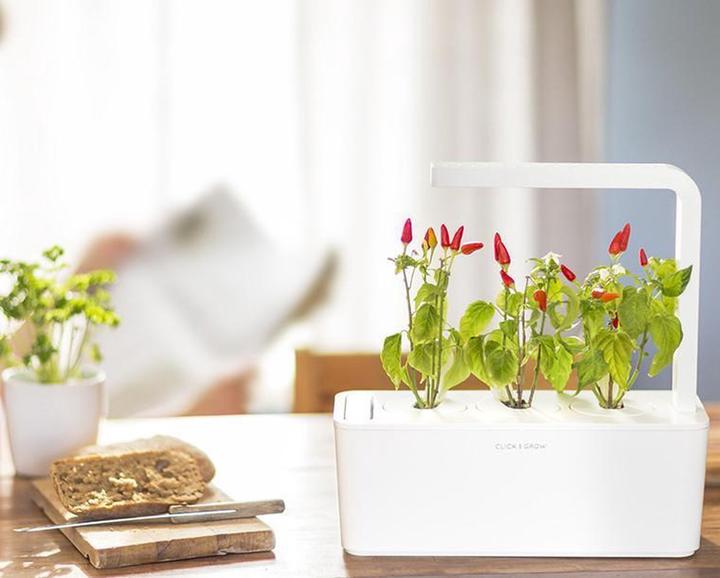 Actual product image Click and Grow Chili (Vegetable seeds)