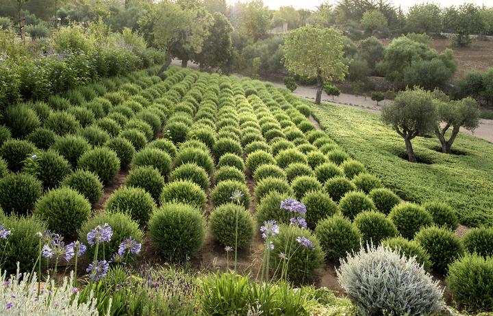 Produktbild Moderne Gartenkonzepte (Deutsch, Becker Jürgen, Marianne Majerus, Peter Berg, Petra Reidel, 2015)