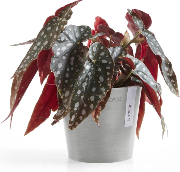 Immagine prodotto Ecopots Amsterdam Mini (13 cm)
