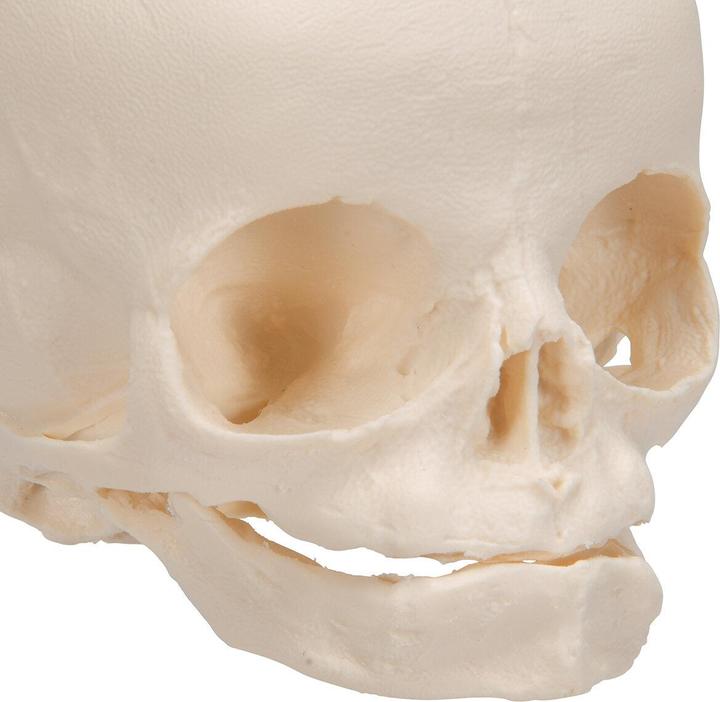 Image du produit 3B Scientific Modèle de crâne de foetus, sur trépied