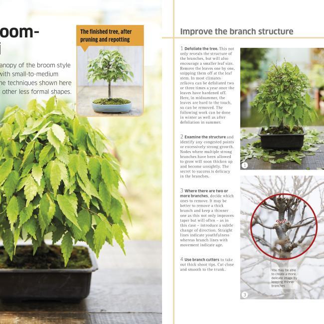 Produktbild bonsai (Englisch, 2014)