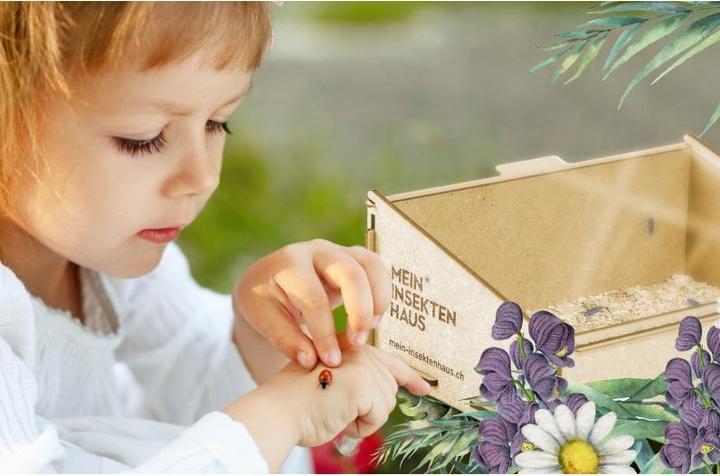 Actual product image Mein Raupenkasten Ladybird house (Ladybirds)