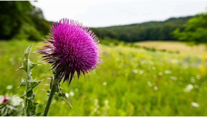 Produktbild Sigma 18-50mm f/2.8 DC DN Contemporary, Canon RF (Canon RF, APS-C / DX)