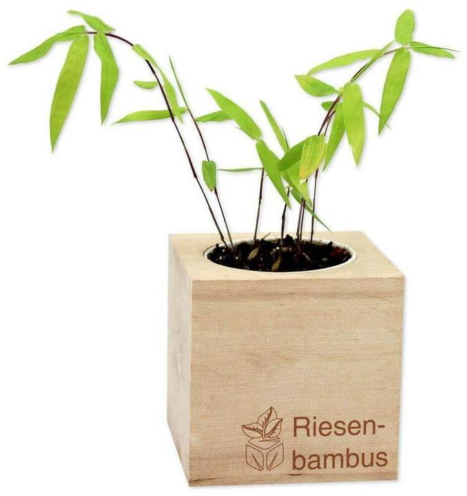 Image du produit Feel Green Ecocube (Graines de plantes)