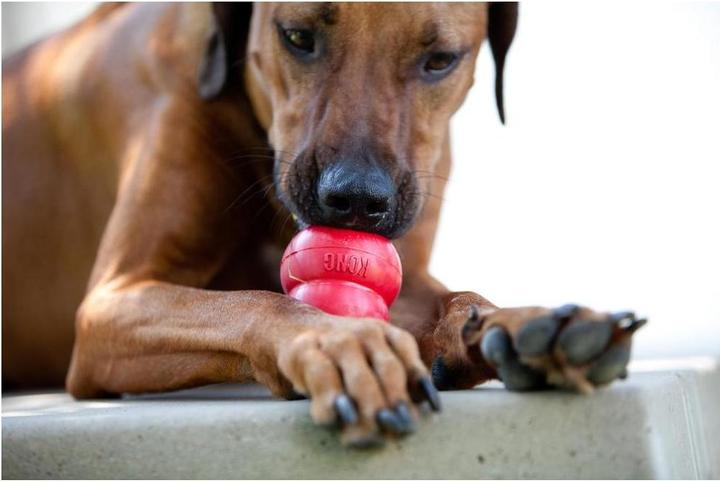 Immagine prodotto KONG Classico (Reperimento, Giocattolo per cani, Gioco da masticare per cani)