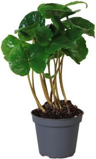 Immagine prodotto Plantlovers Coffea Arabica (Kaffeepflanze) (15 cm, Appena rinvasata)