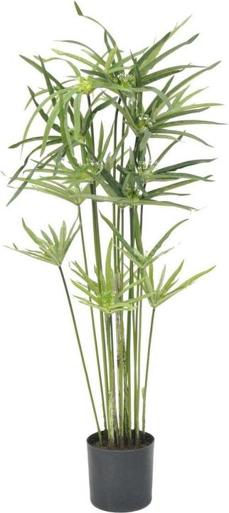 Produktbild Europalms Zyperngras (76 cm)
