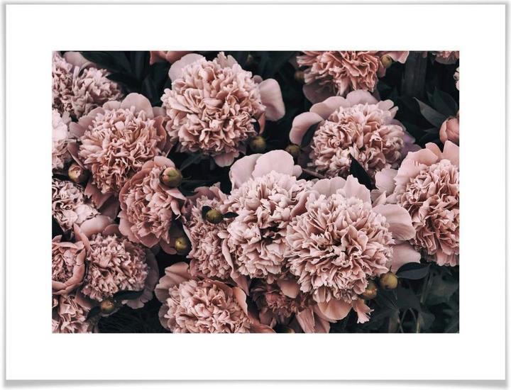 Immagine prodotto Trenddeko Peonie rosa (40 x 30 cm)
