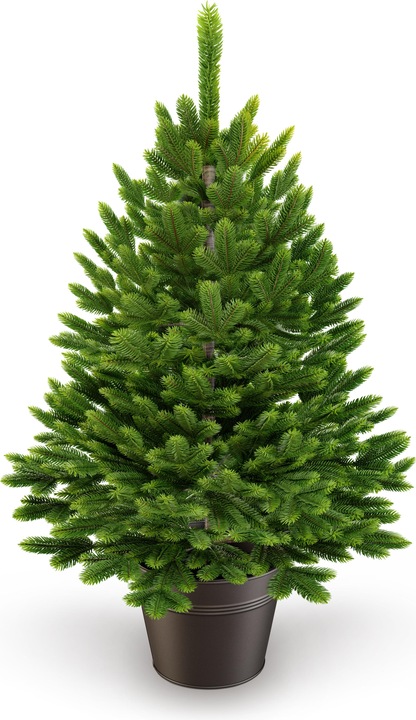 Image du produit Artitree Sapin de Noël 60 cm en pot (60 cm)
