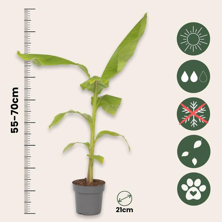 Produktbild Plant in a Box Musa Basjoo - 2er-Set Bananenpflanzen (55 cm)