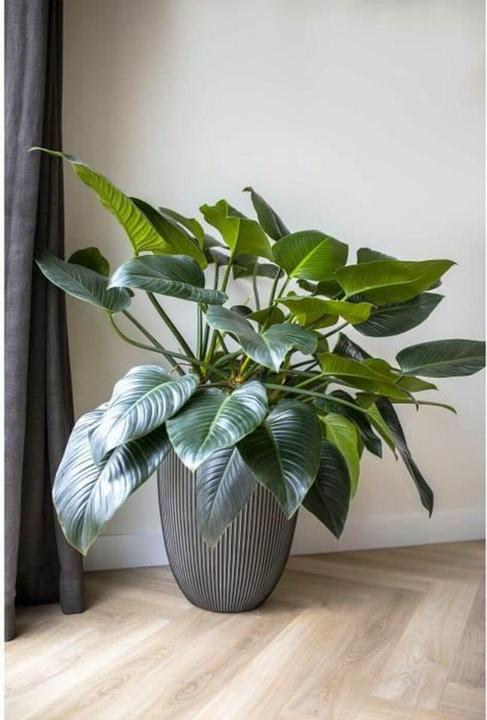 Produktbild Capi Romain (34 x 46 cm)