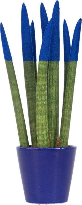 Produktbild Plant in a Box Sansevieria Cylindrica - Zylindersansevieria Velvet Touch (35 cm)