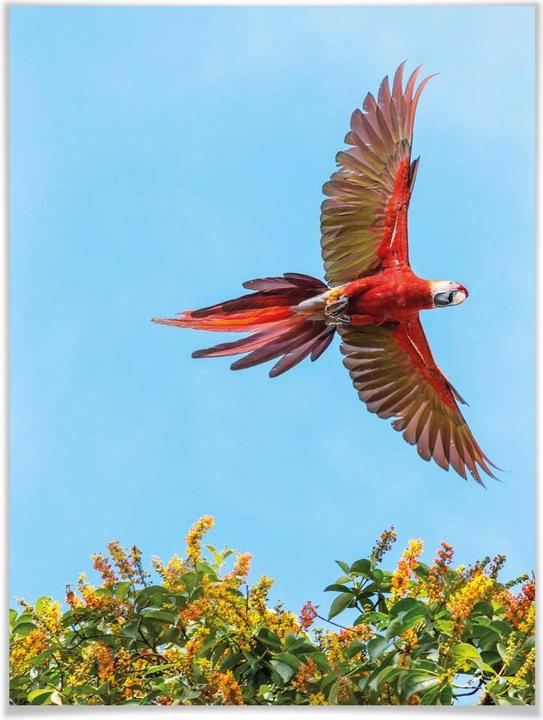 Produktbild Trenddeko Colombo – Papagei im Flug (24 x 30 cm)