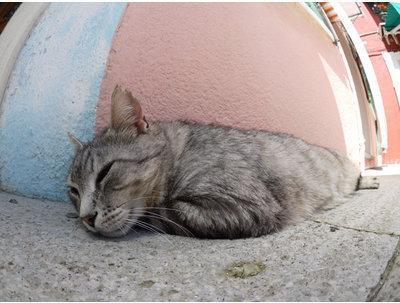 Productafbeelding Panasonic 8mm f/3.5 Fisheye (Micro Vier Derde, Micro Vier Derde)