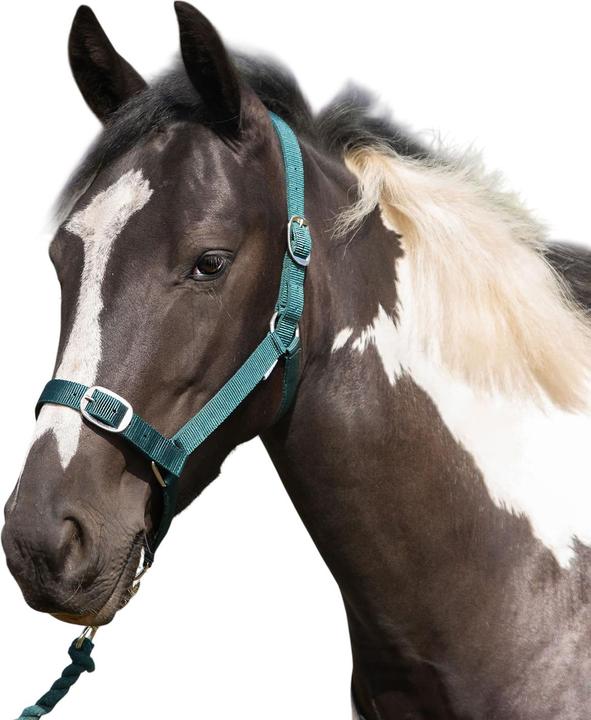 Image du produit Gallop - Licol et longe
