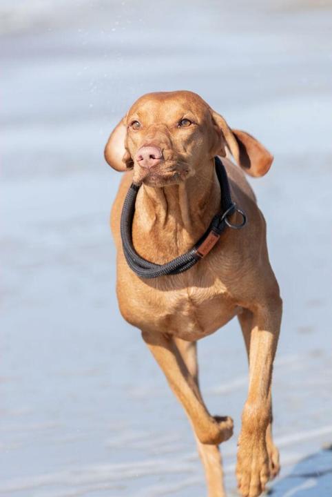 Produktbild Trixie Be Nordic Zug Stopp (M, Hund, Spazieren)