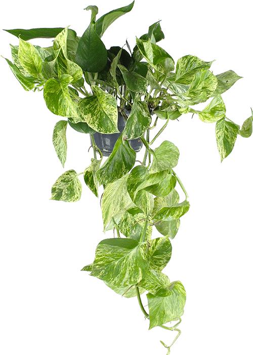 Plantlovers Epipremnum Pinnatum (Efeutute) 15er Hängetopf (25 cm)