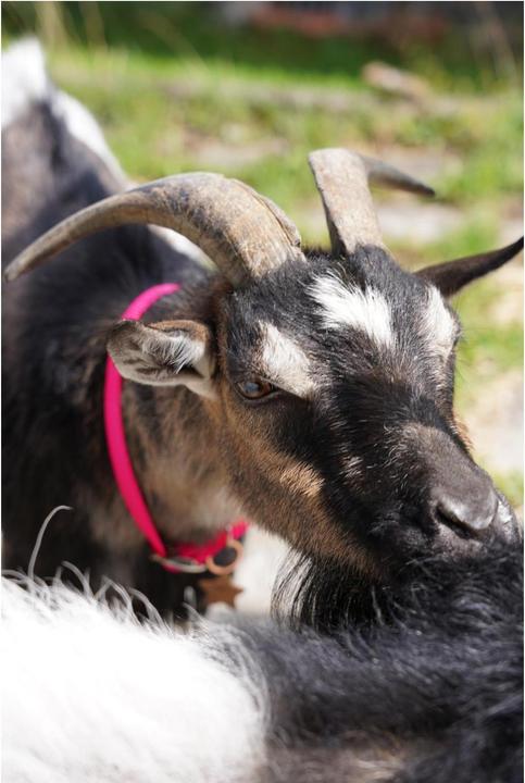 Image du produit Weaver Livestock Collier de chèvre