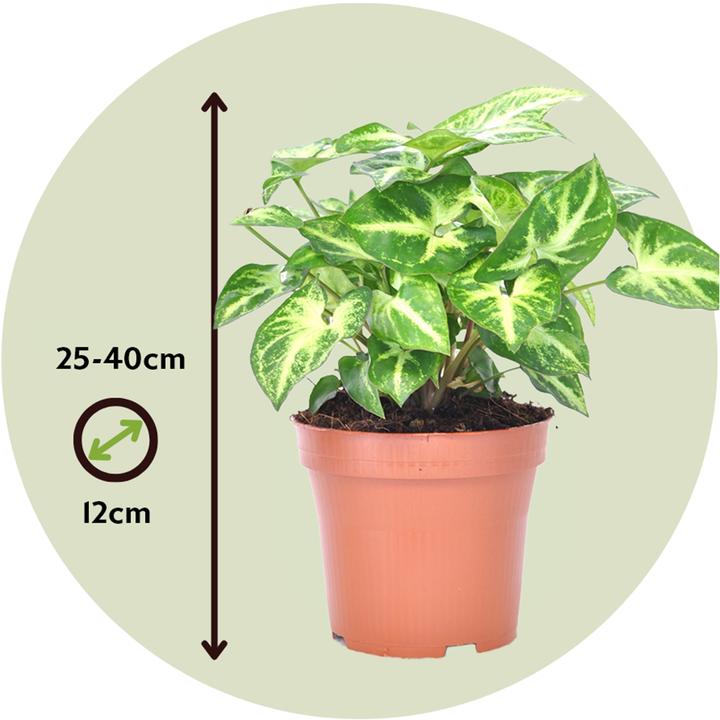 Actual product image Plant in a Box Syngonium podophyllum 'Pixie' - (25 cm)