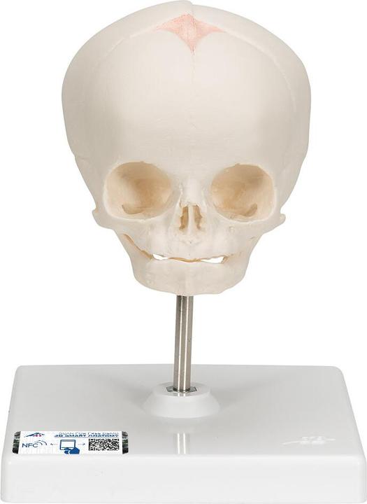Image du produit 3B Scientific Modèle de crâne de foetus, sur trépied