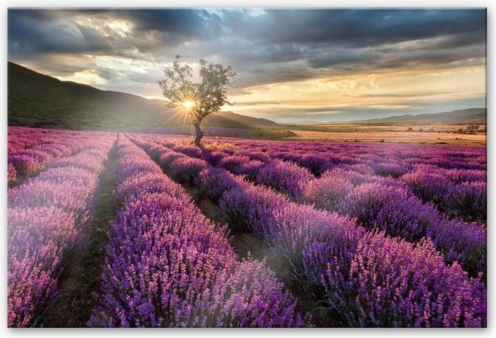 Produktbild Trenddeko Lavendelblüte in der Provence (150 x 100 cm)