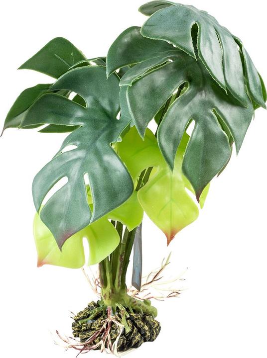 Produktbild Terra della Monstera
