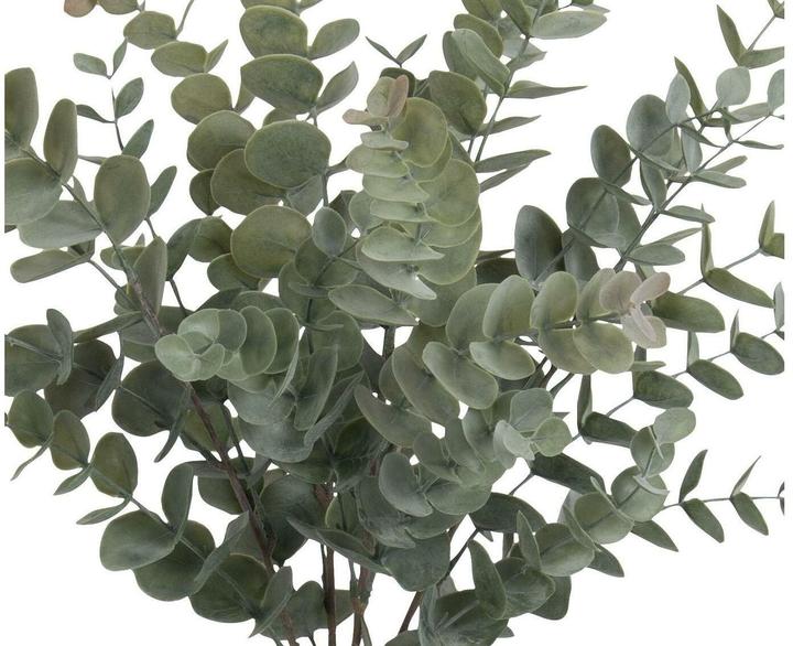 Produktbild Botanic-Haus Eukalyptusbusch (56 cm)