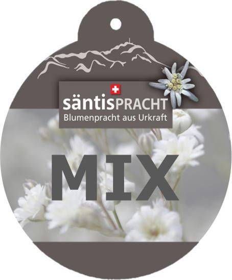 Image du produit Säntispracht Le géranium odorant aux arômes essentiels - Pelargonium hybrida (60 cm)