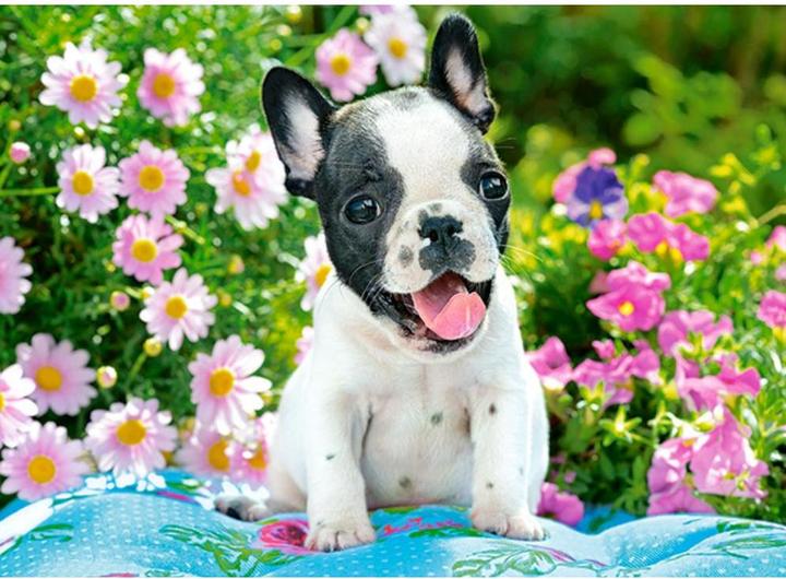 Immagine prodotto Castorland Puzzle cucciolo di bulldog francese 70 pezzi (70 pezzi)