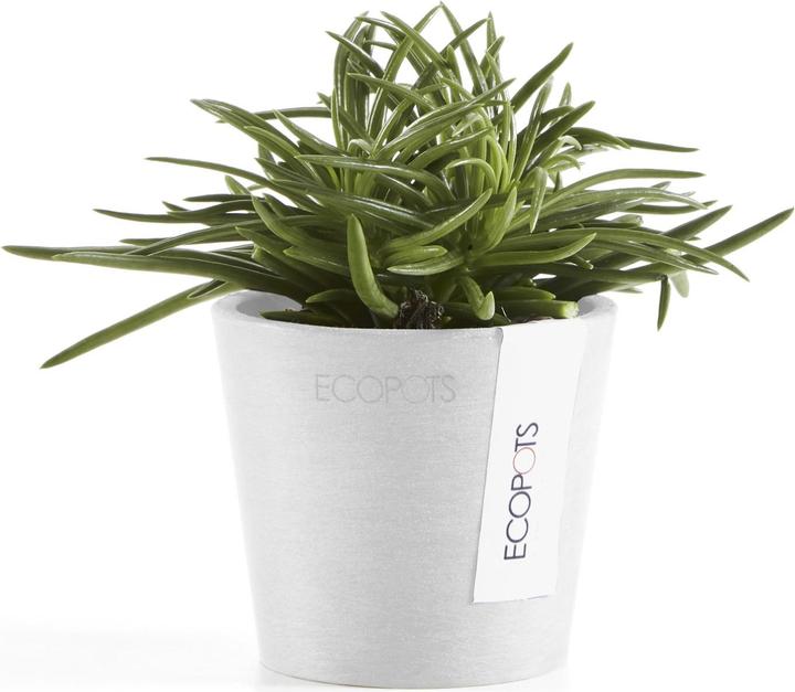 Actual product image Ecopots Amsterdam Mini (8 x 7 cm)