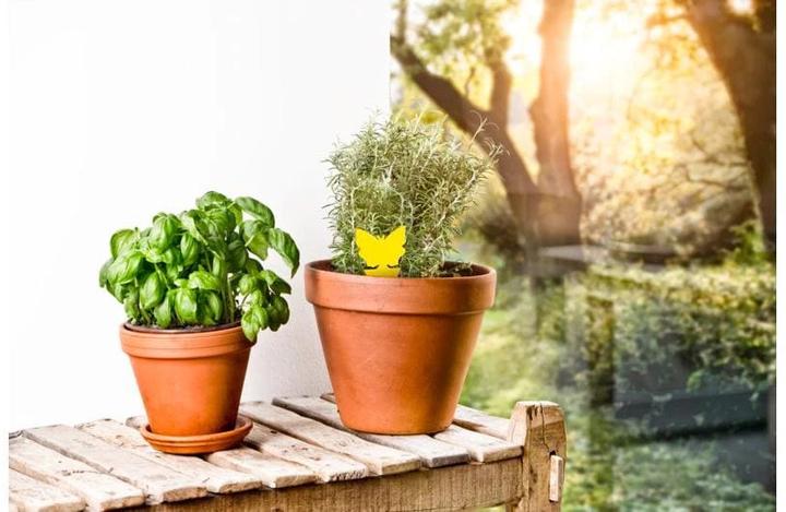 Actual product image Windhager Yellow sticky trap