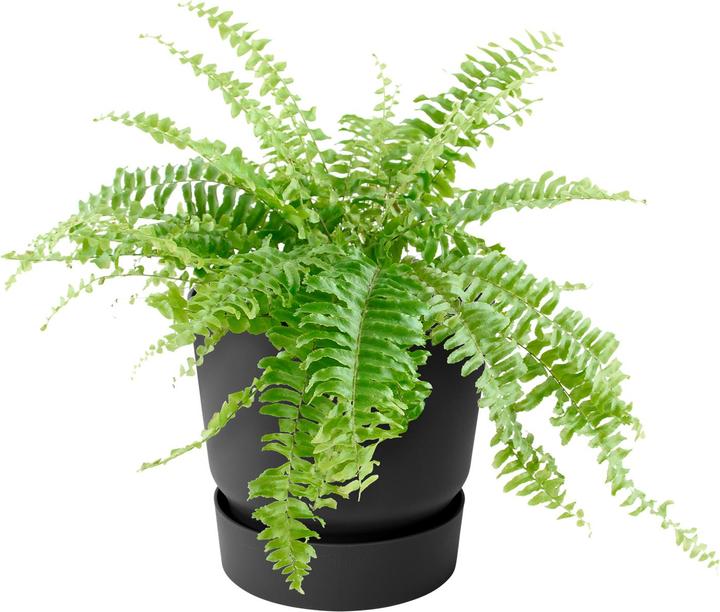 Produktbild Elho Greenville Easy Hanger (25 cm)