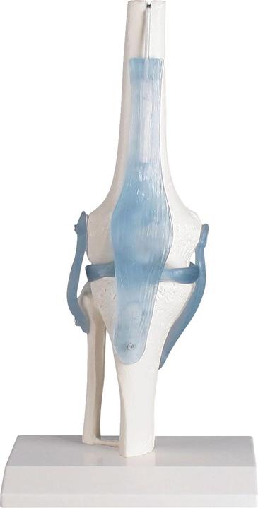 Knee joint with ligaments