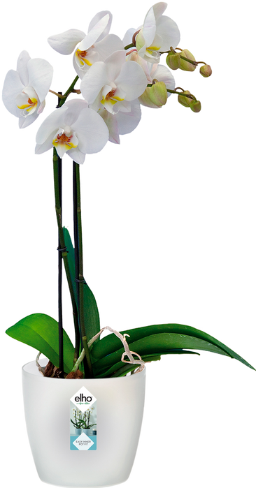 Produktbild Elho Brussels (16 cm)